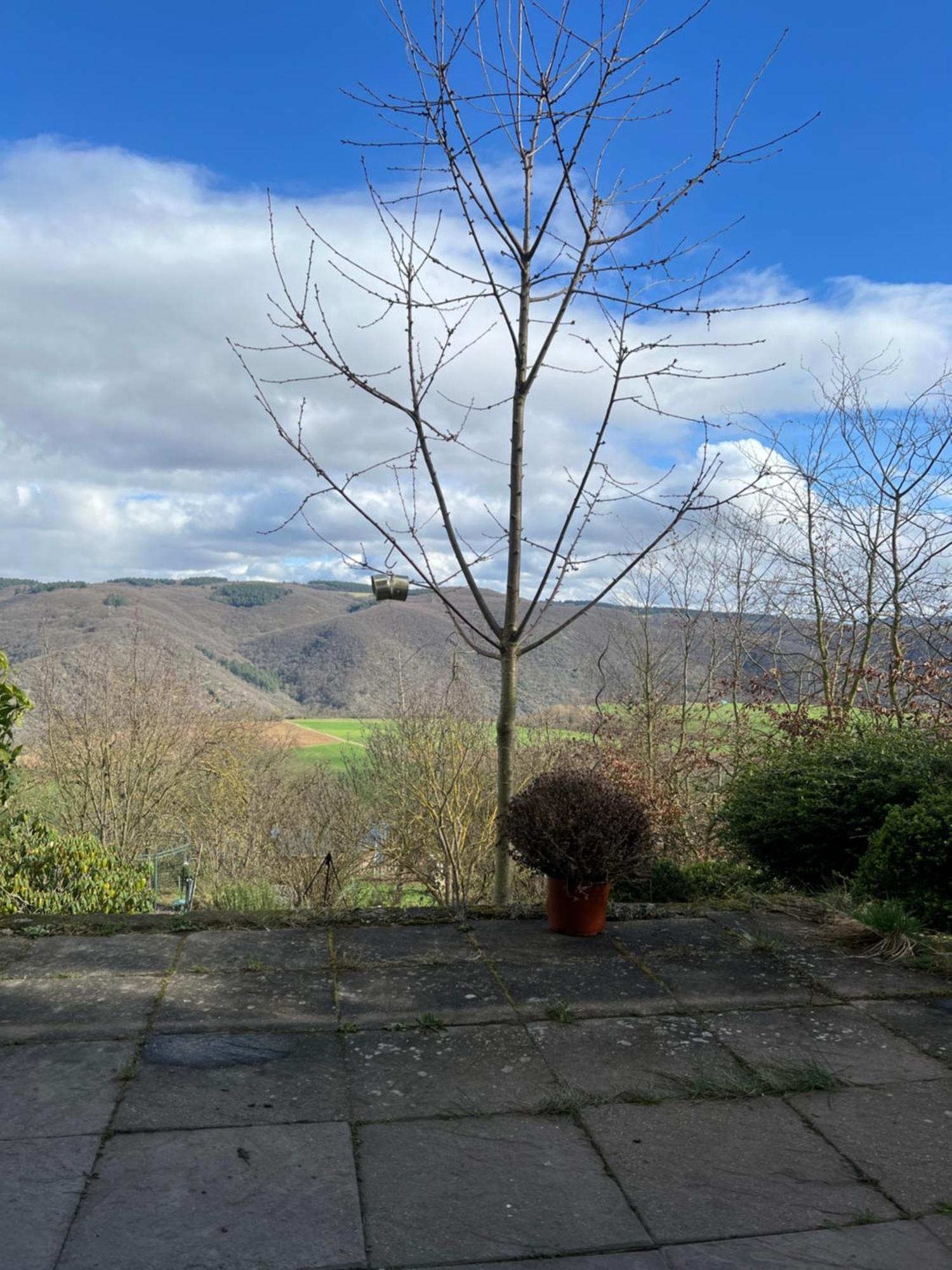 Ferienwohnung Pfalzblick Bacharach Exterior foto